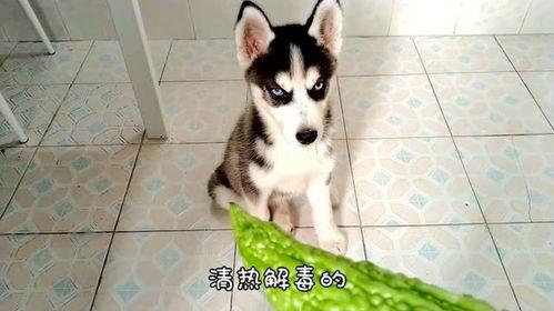 哈瓜怎么吃,教你轻松解锁多种吃法