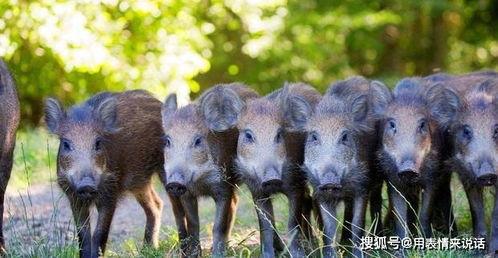 野猪吃角瓜吗,揭秘它们对角瓜的喜好