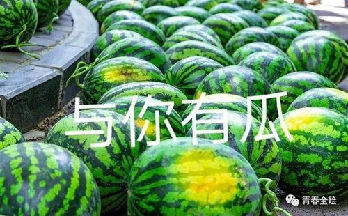 大学学校吃瓜,揭秘大学食堂那些事儿