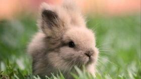 吃瓜兔子tube,揭秘网红美食界的趣味与魅力