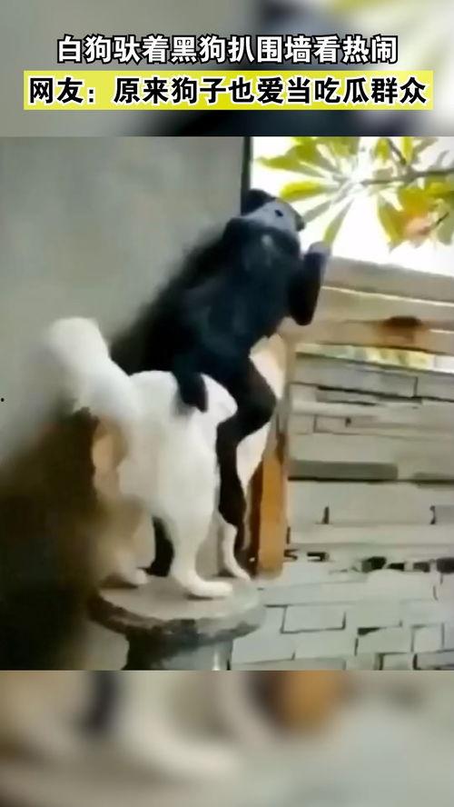 吃瓜爱萌宠,吃瓜群众的欢乐食光之旅