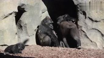 sky小黑屋吃瓜,一场吃瓜盛宴背后的真相