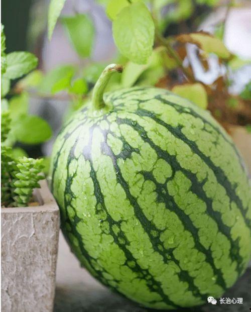 吃瓜真实现象,网络舆论场中的众生相