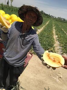 民勤人吃瓜,探寻当地独特的“吃瓜文化”