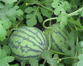 孕期可以吃瓜花吗,瓜花是否适宜食用