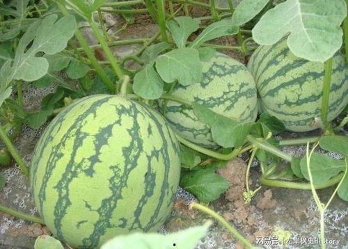 睡醒等着吃瓜,揭秘日常小确幸