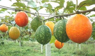 东营吃吊瓜,吊瓜的独特风味体验