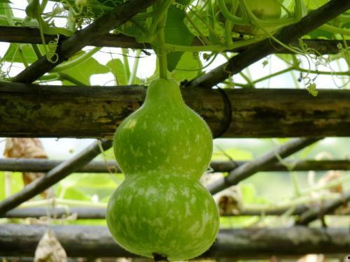 葫芦瓜下面条吃,探寻家常美食的独特搭配